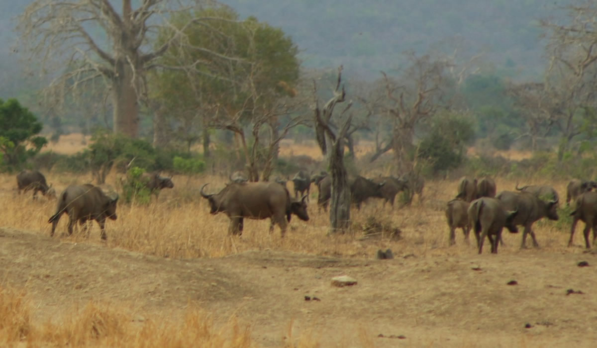 buffaloes in Mikumi