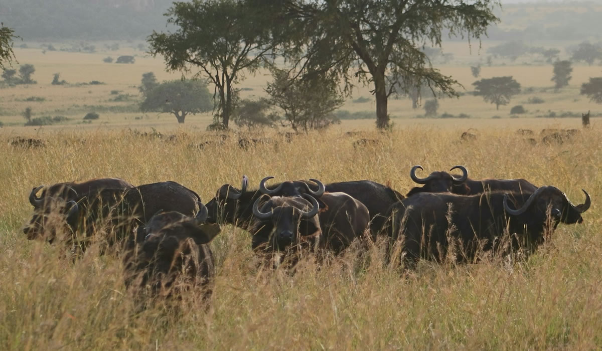 Ruaha National Park