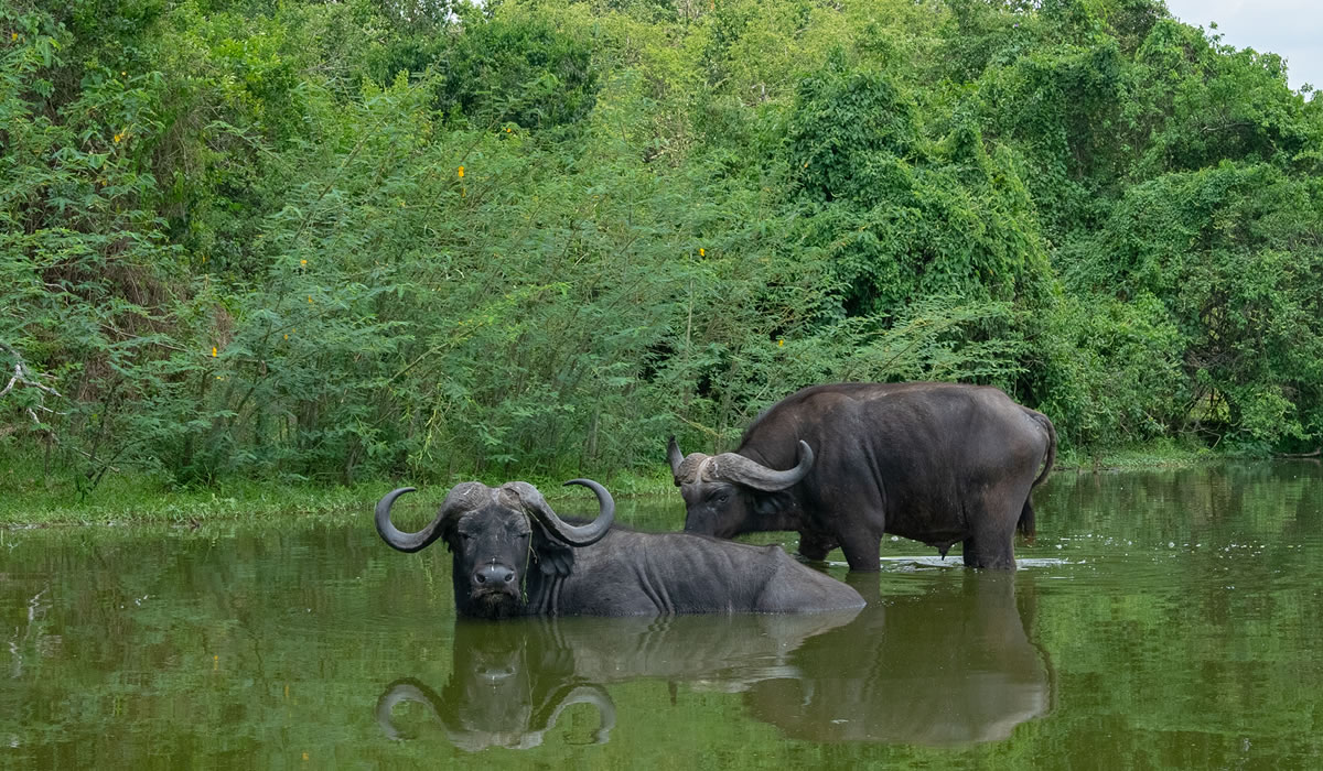 buffaloes in water in Uganda