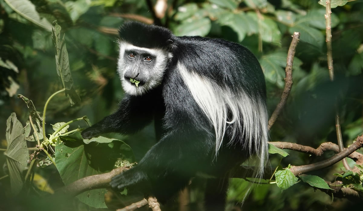 colobus monkey in Arusha park