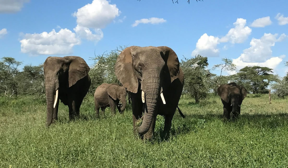 Mikumi National Park
