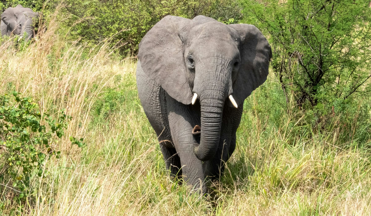 Ruaha National Park