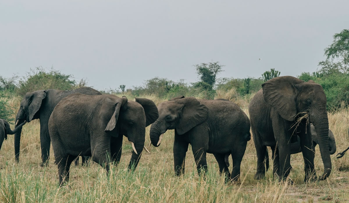 Best Time to Visit Uganda