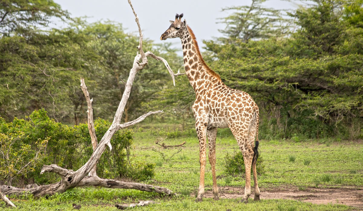 Arusha National Park