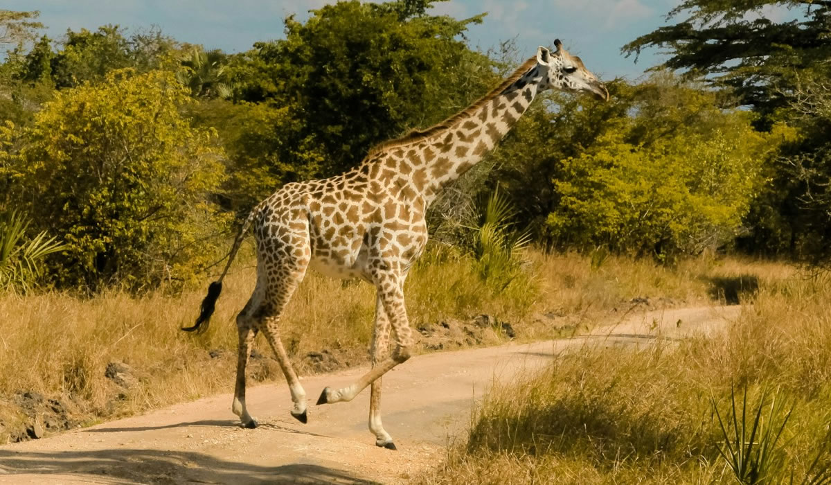giraffe in Ruaha