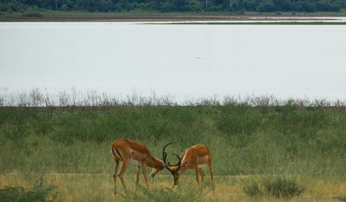 kobs in Lake Manyara