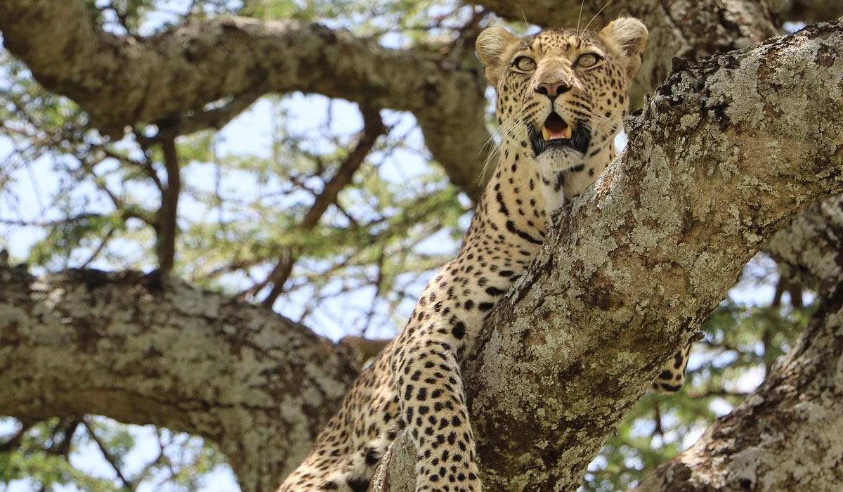 Selous Game Reserve