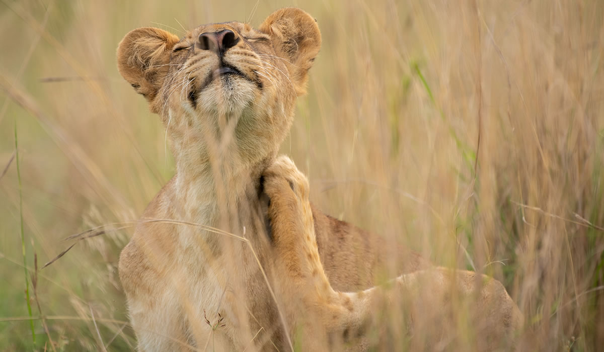 How Many Days Should You Spend in Uganda?