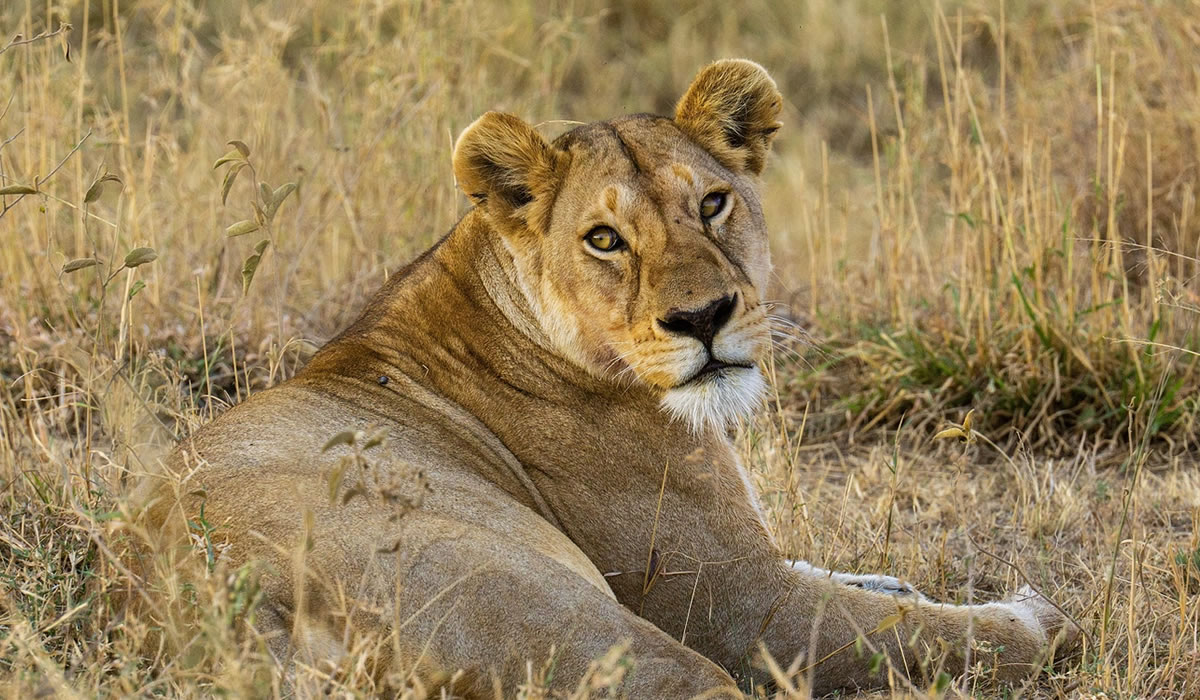 Selous Game Reserve