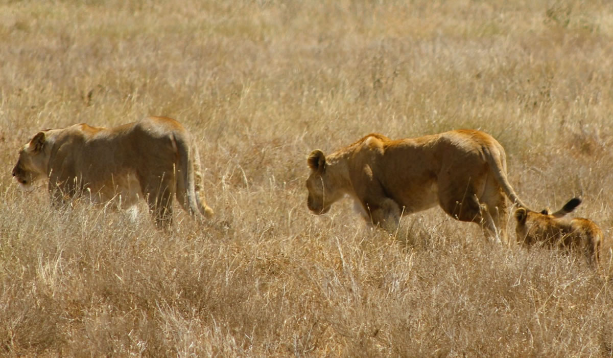 Mikumi National Park