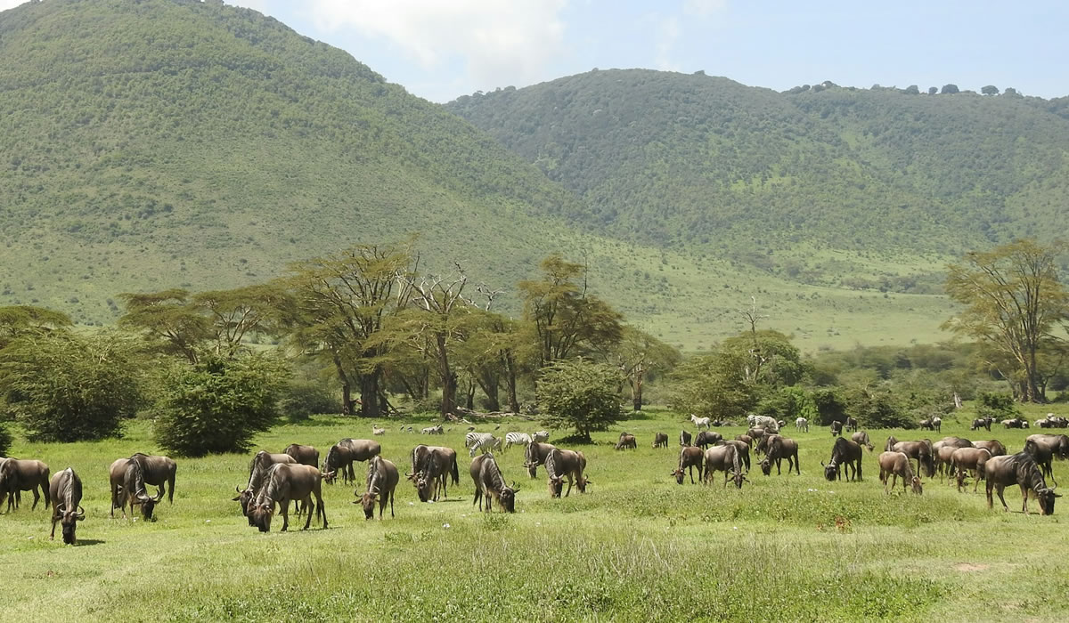 Ngorongoro Conservation Area