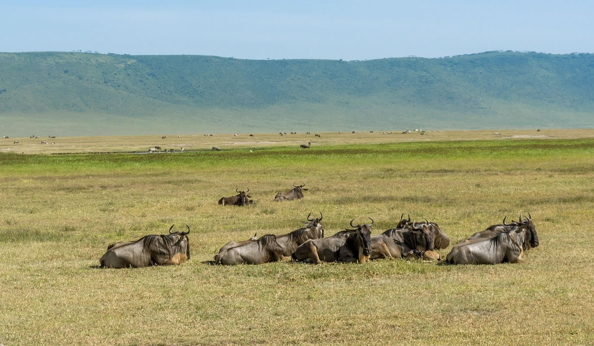 Ngorongoro Conservation Area