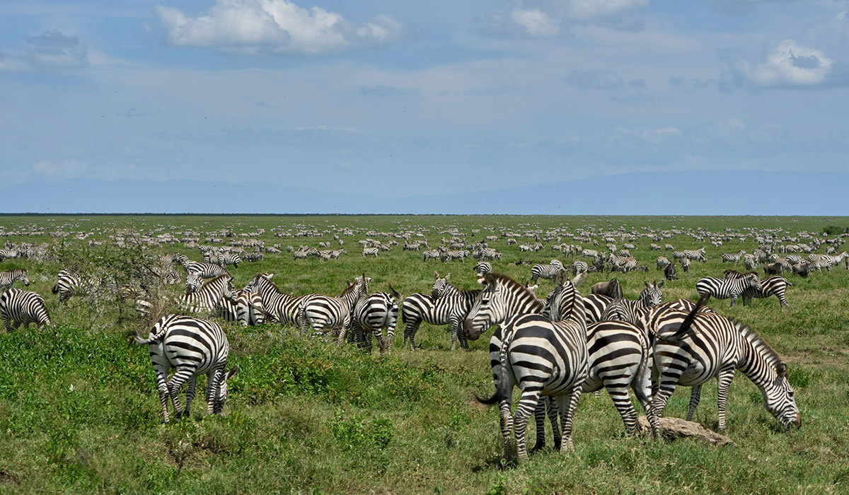 Ngorongoro zebras