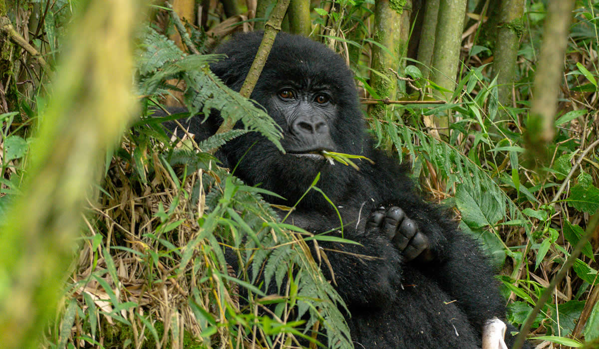 gorilla trekking in Uganda
