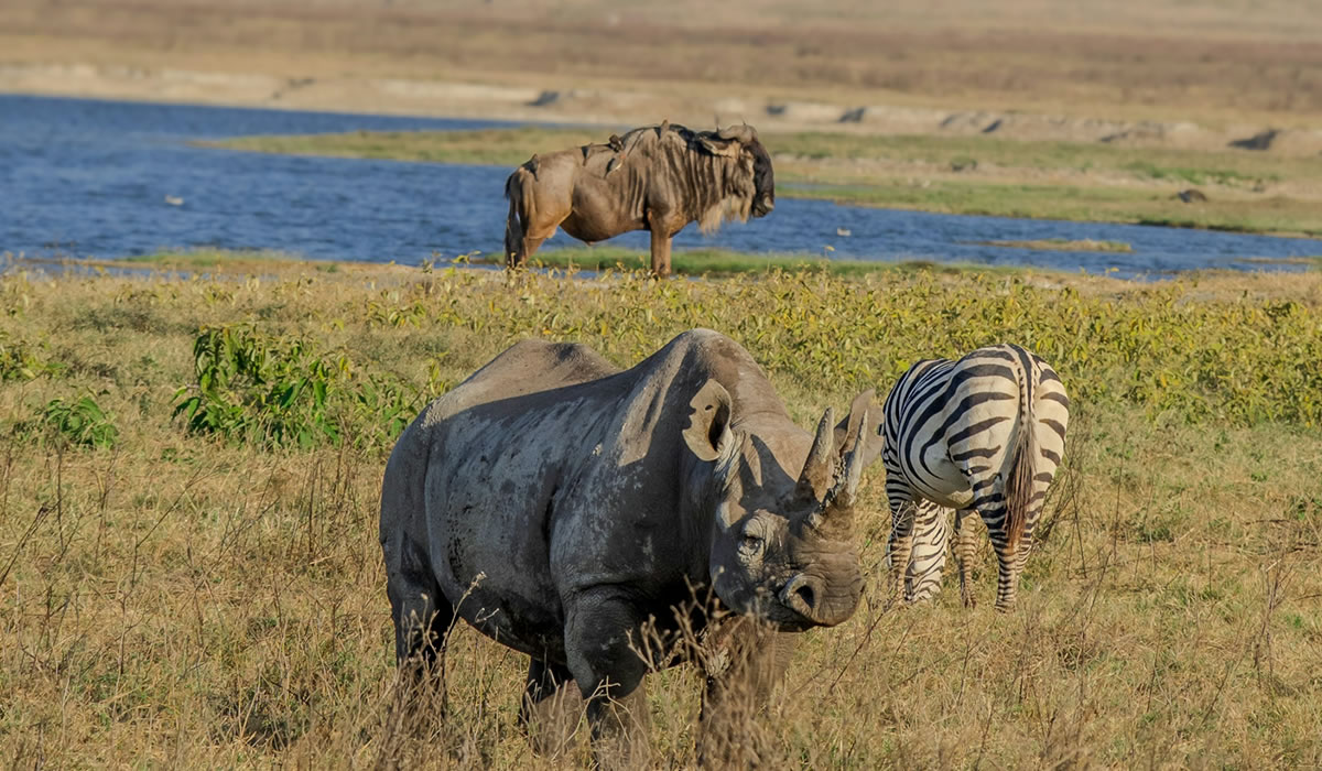 Ngorongoro Conservation Area