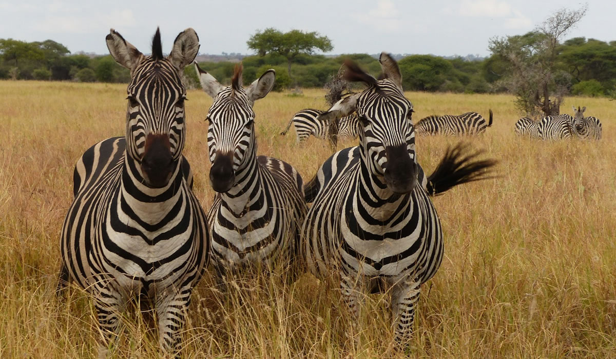zebras in Katavi