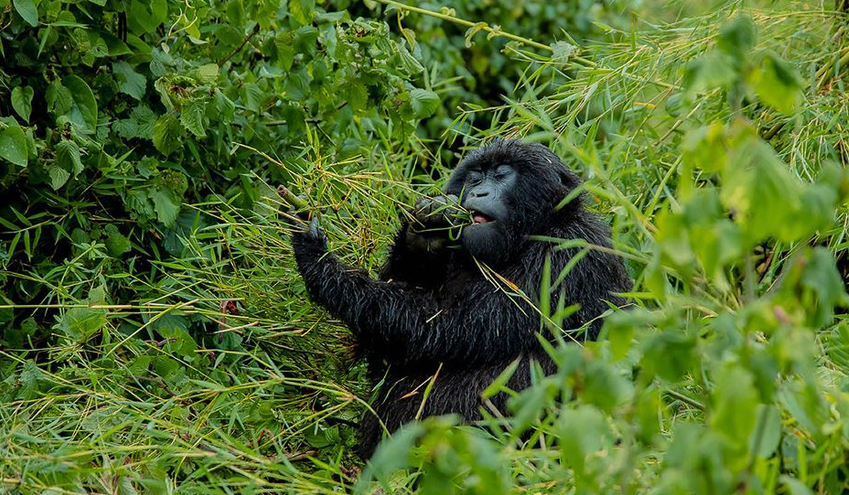 Rwanda Gorilla Permit Price