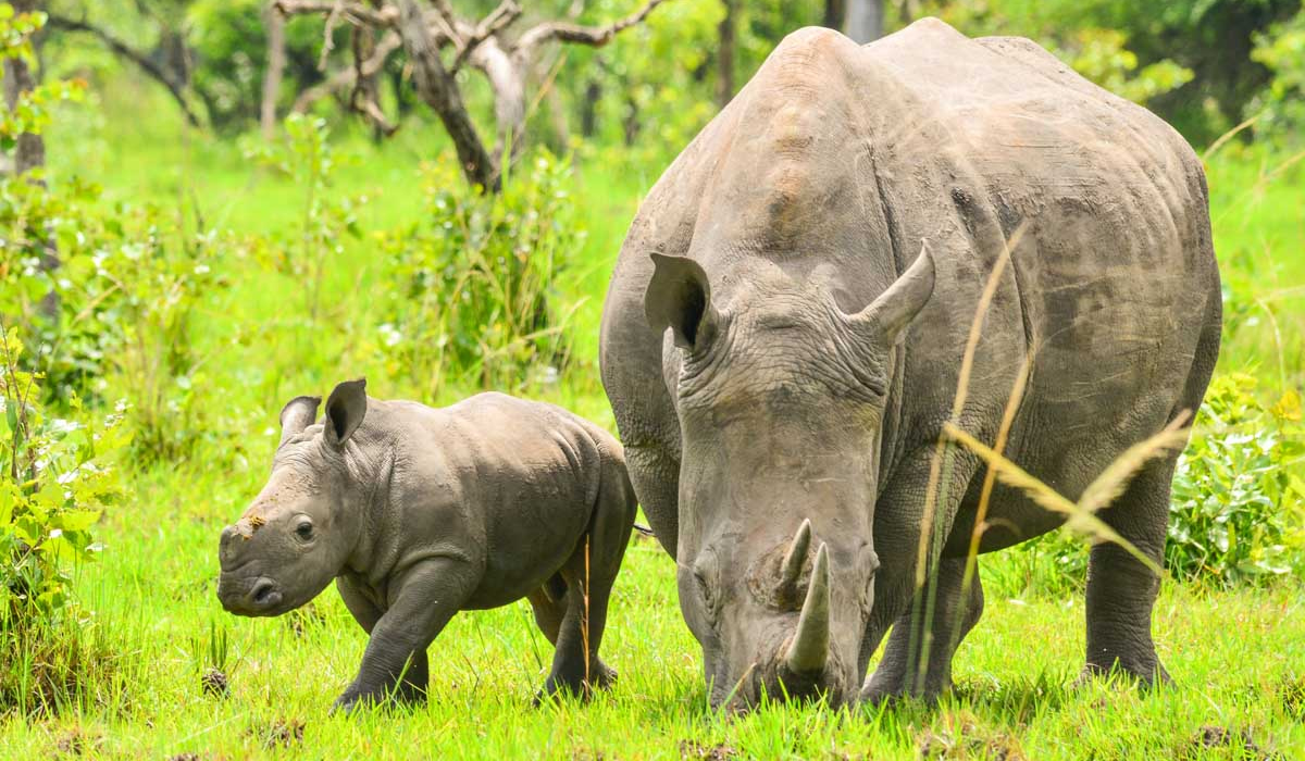 Tracking White Rhinos in Akagera National Park