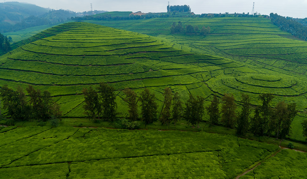 Gisakura Tea Plantation