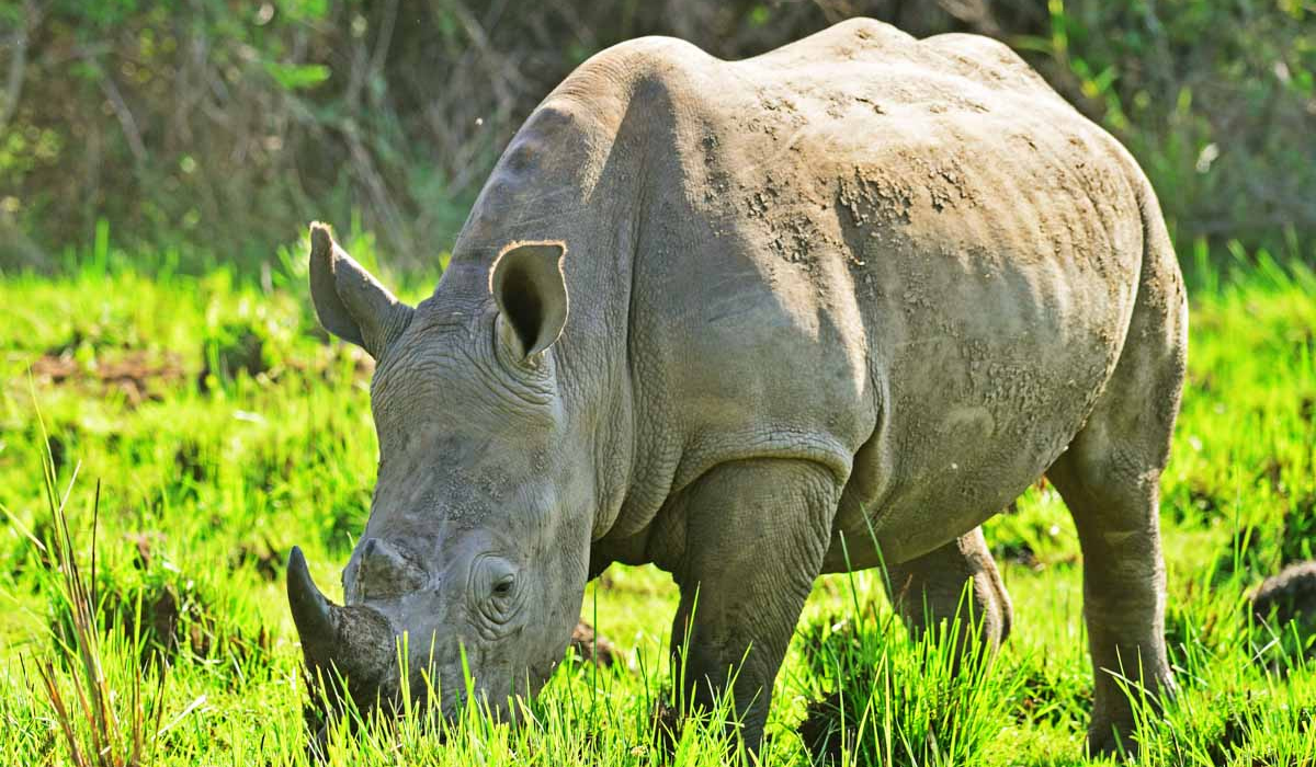 Tracking White Rhinos in Akagera National Park