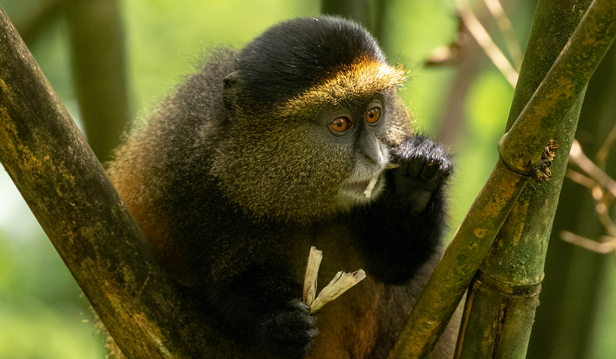 Golden Monkey Tracking in Uganda