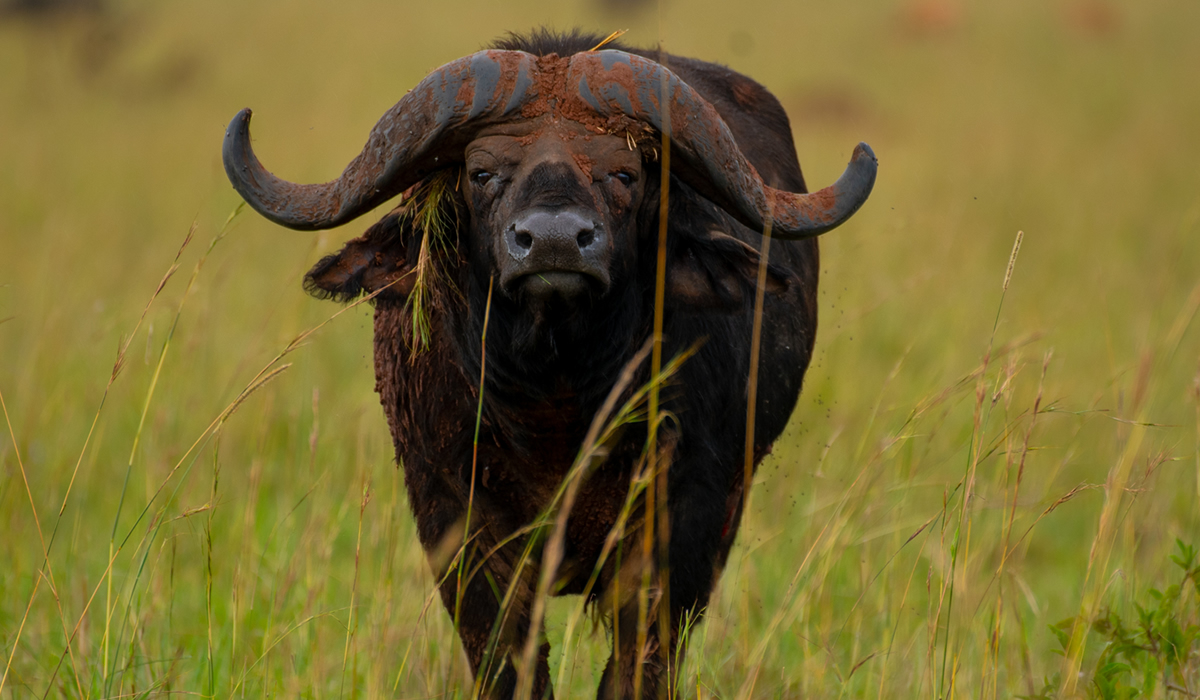 buffalo in Uganda