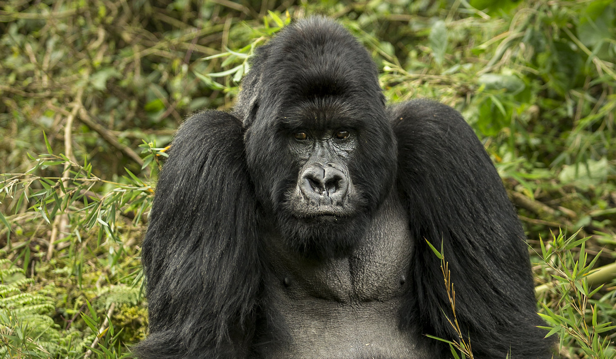 Gorilla Habituation Experience in Bwindi, Gorilla Trekking Sectors in Bwindi Impenetrable National Park
