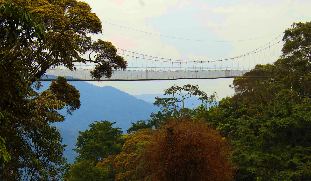 canopy Nyungwe