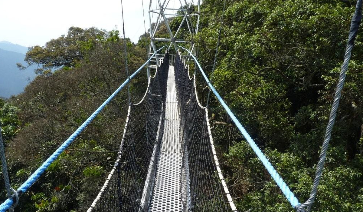 Canopy Walk in Nyungwe Forest National Park