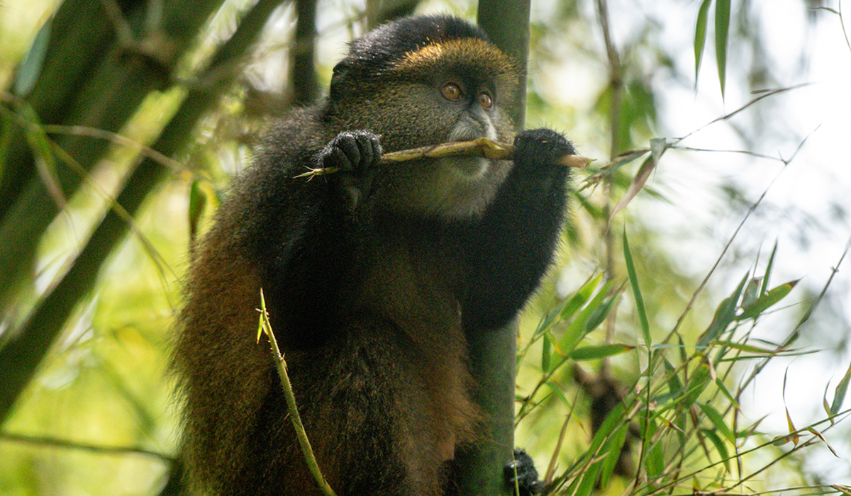 Golden Monkey Tracking in Mgahinga National Park, Best National Parks to Visit in Uganda