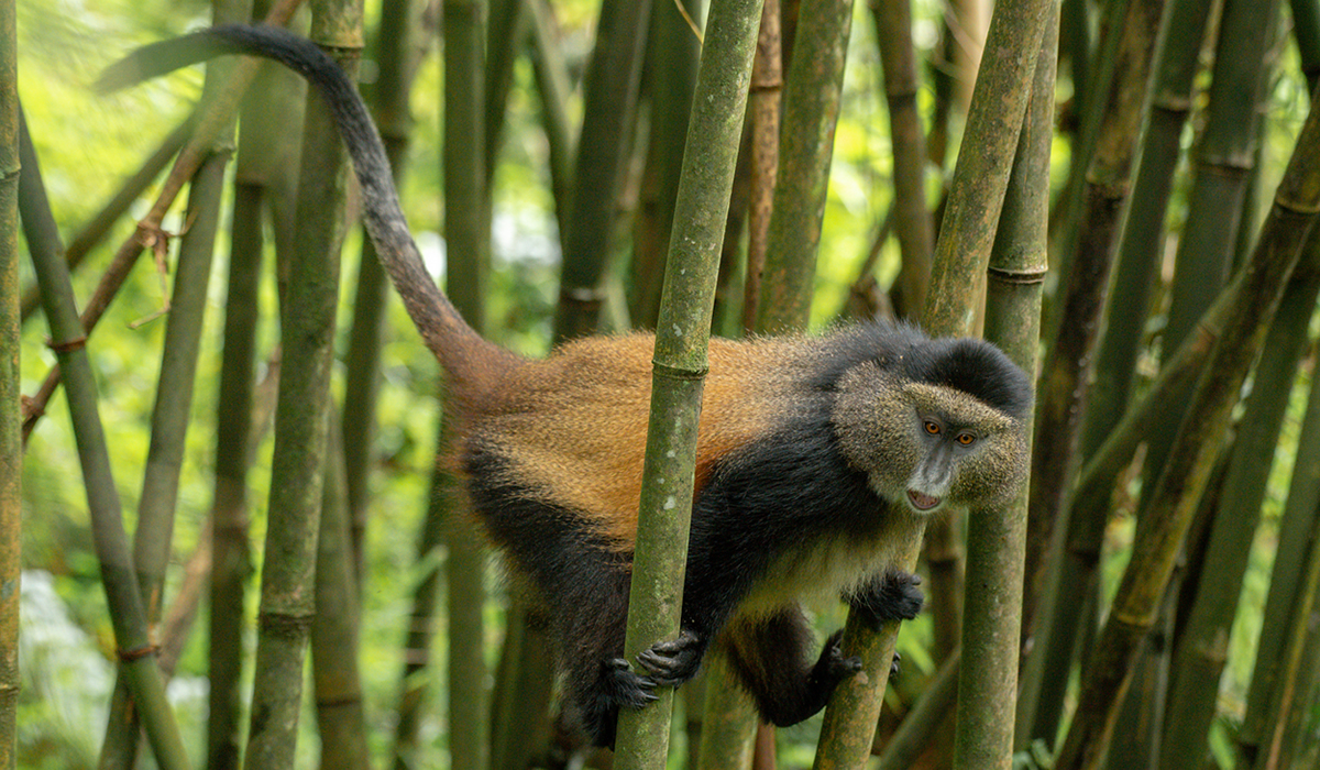 Golden Monkey Tracking in Mgahinga National Park