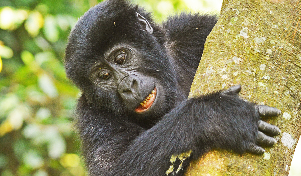 Best Time to Go Gorilla Trekking in Uganda