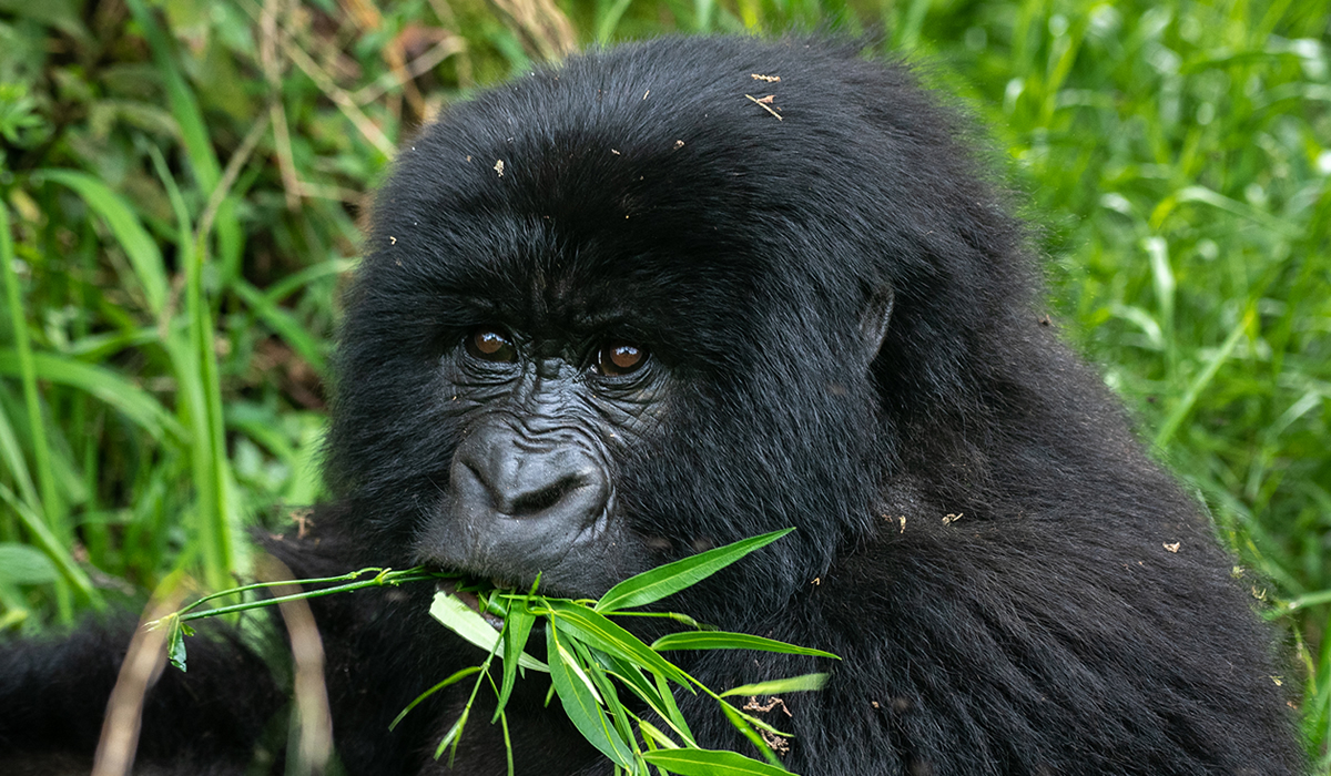 gorilla tours Uganda