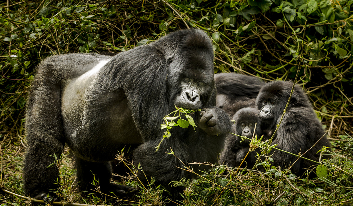 Gorilla Habituation Experience in Bwindi