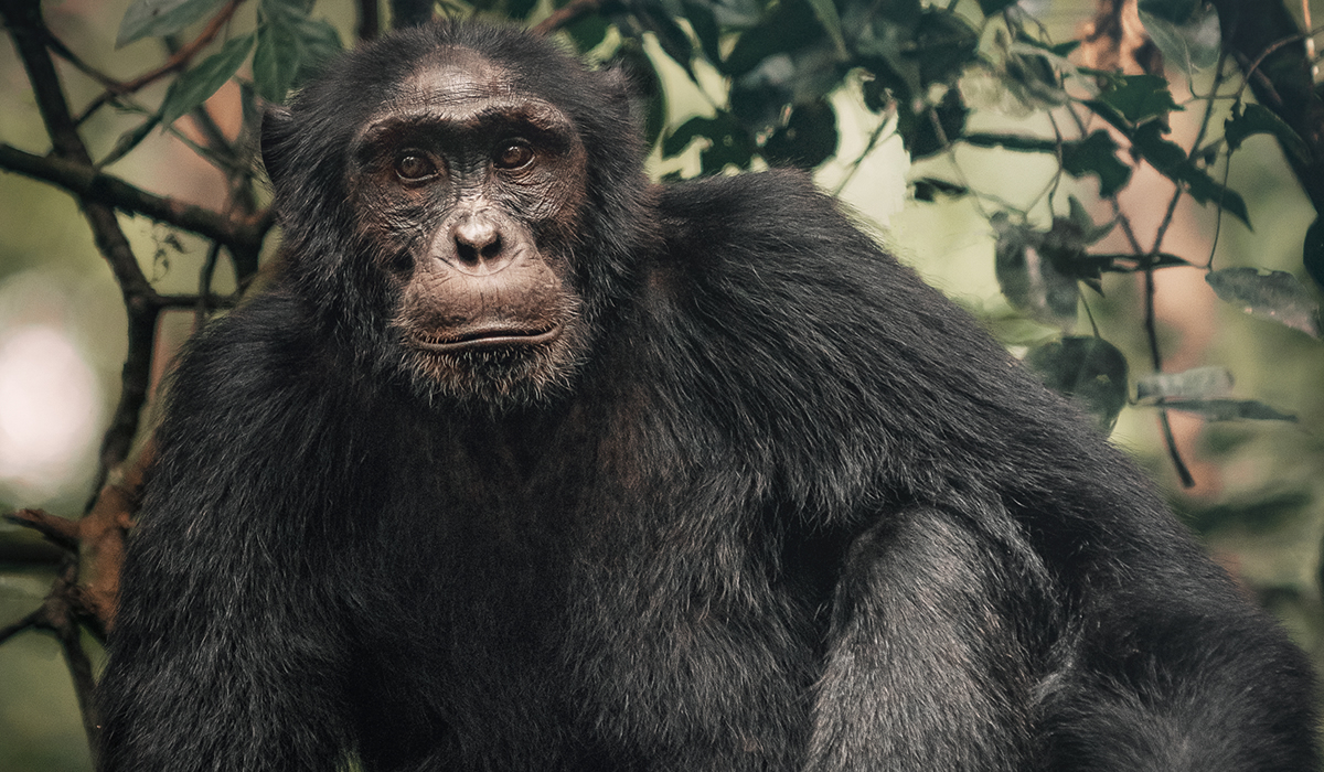 What to Expect on a Uganda Wildlife Safari