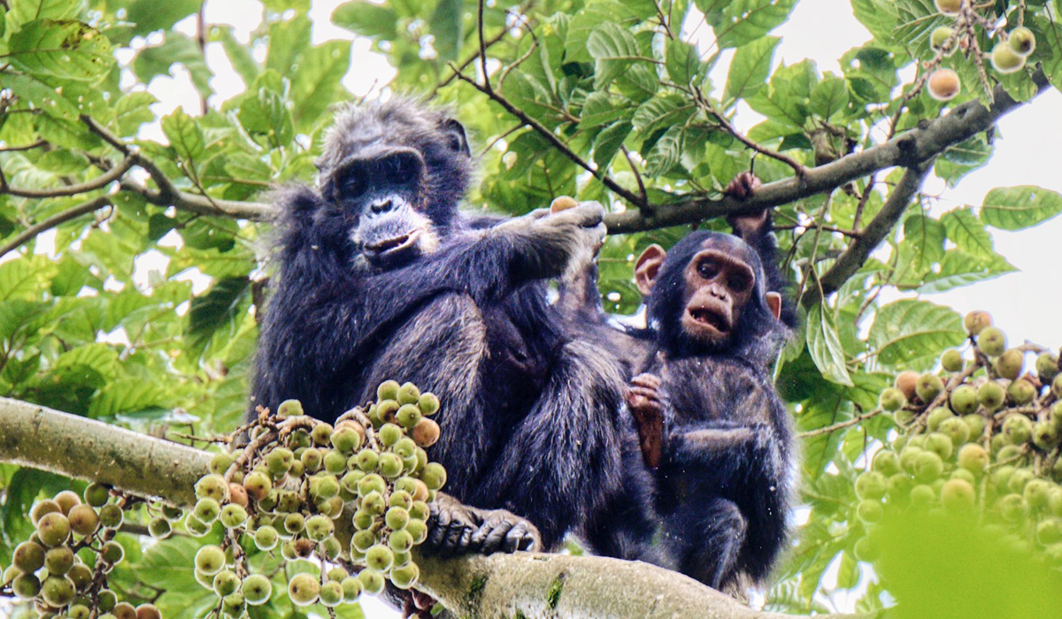 chimps in Nyungwe