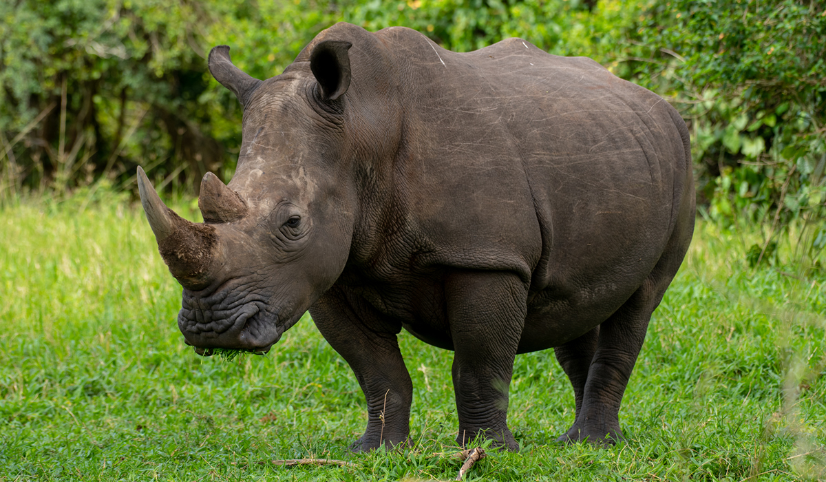 rhino in Uganda