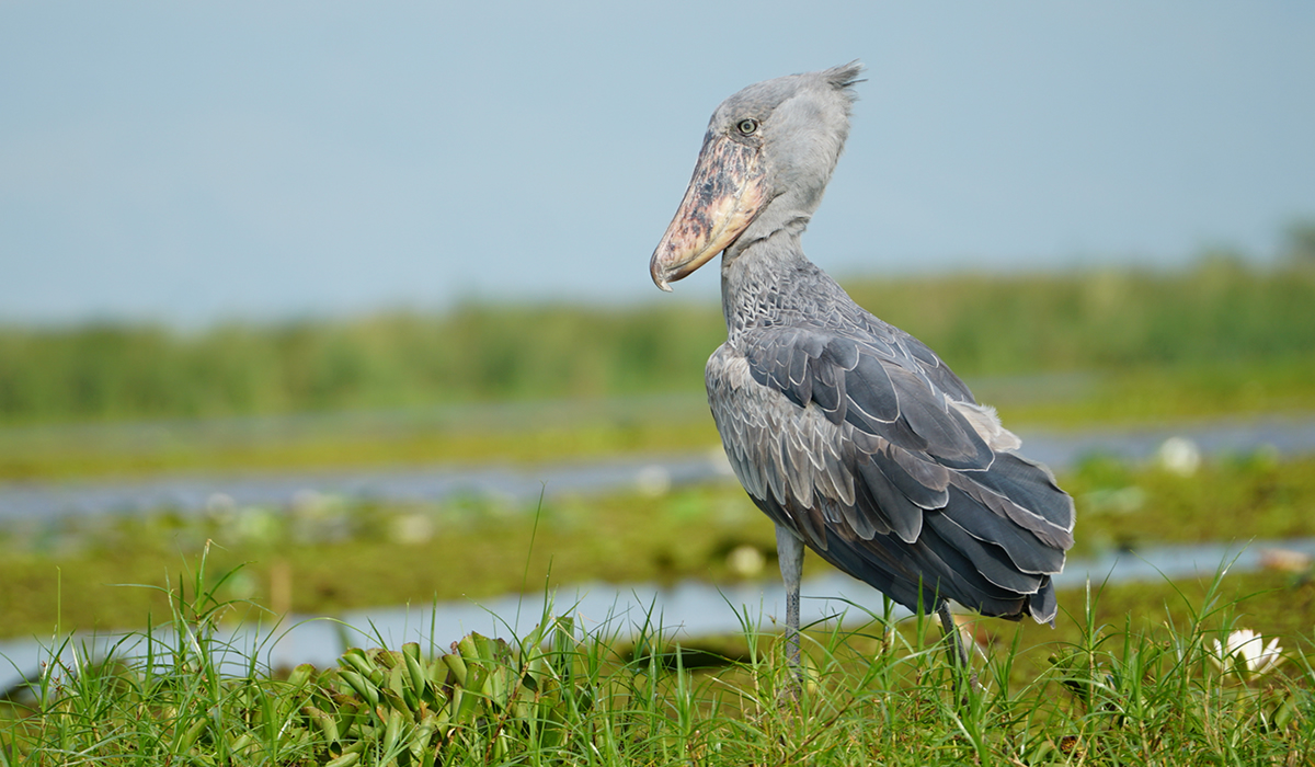 What to Expect on a Uganda Wildlife Safari