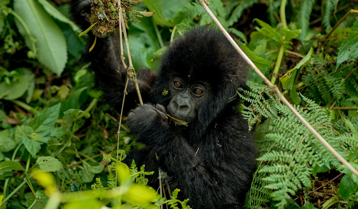 Rwanda Gorilla Trekking Rules and Guidelines