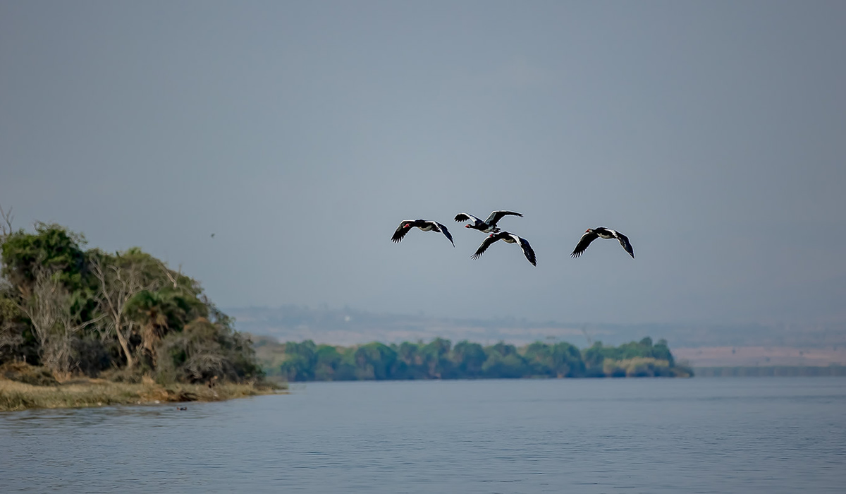Rwanda Bird Watching Safaris
