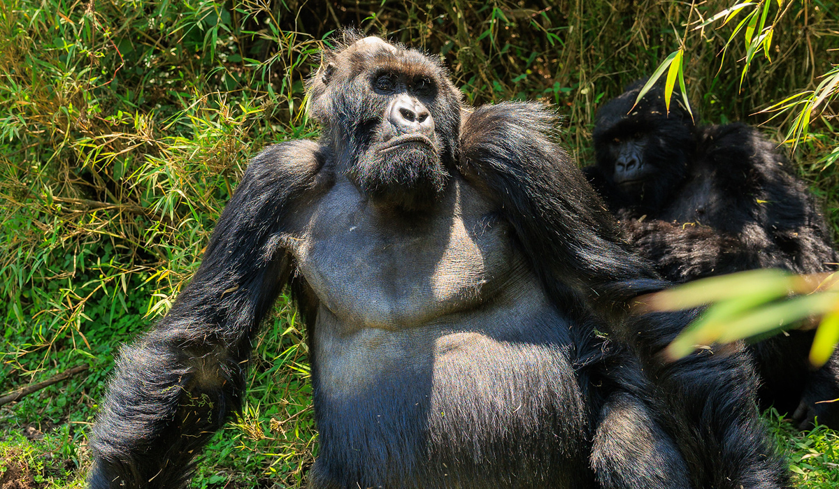 Rwanda Gorilla Families
