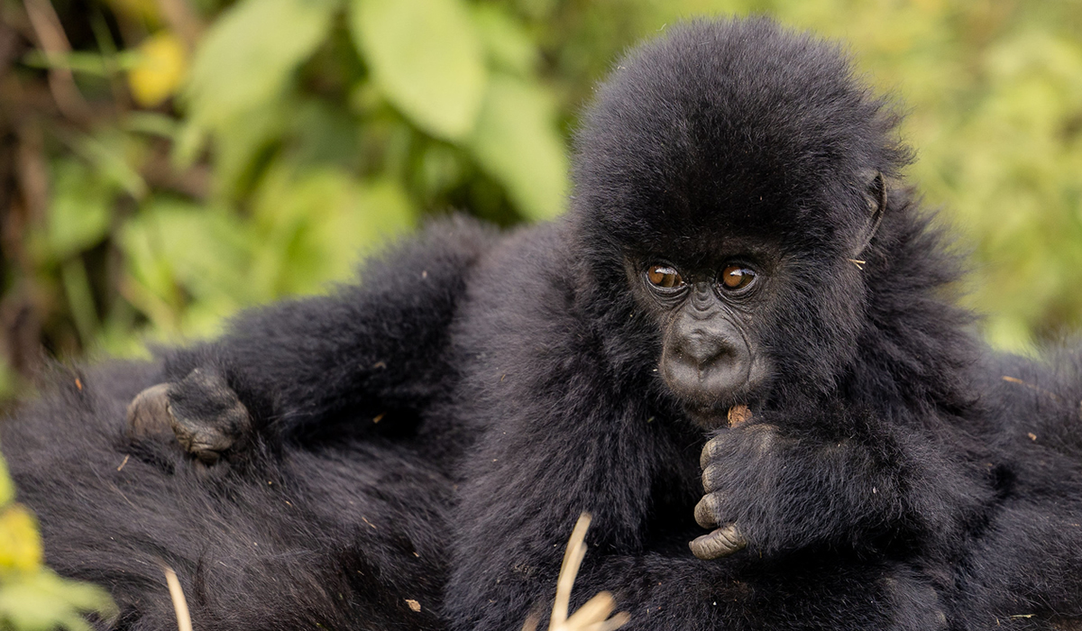 How Much Does Gorilla Trekking Cost in Uganda?