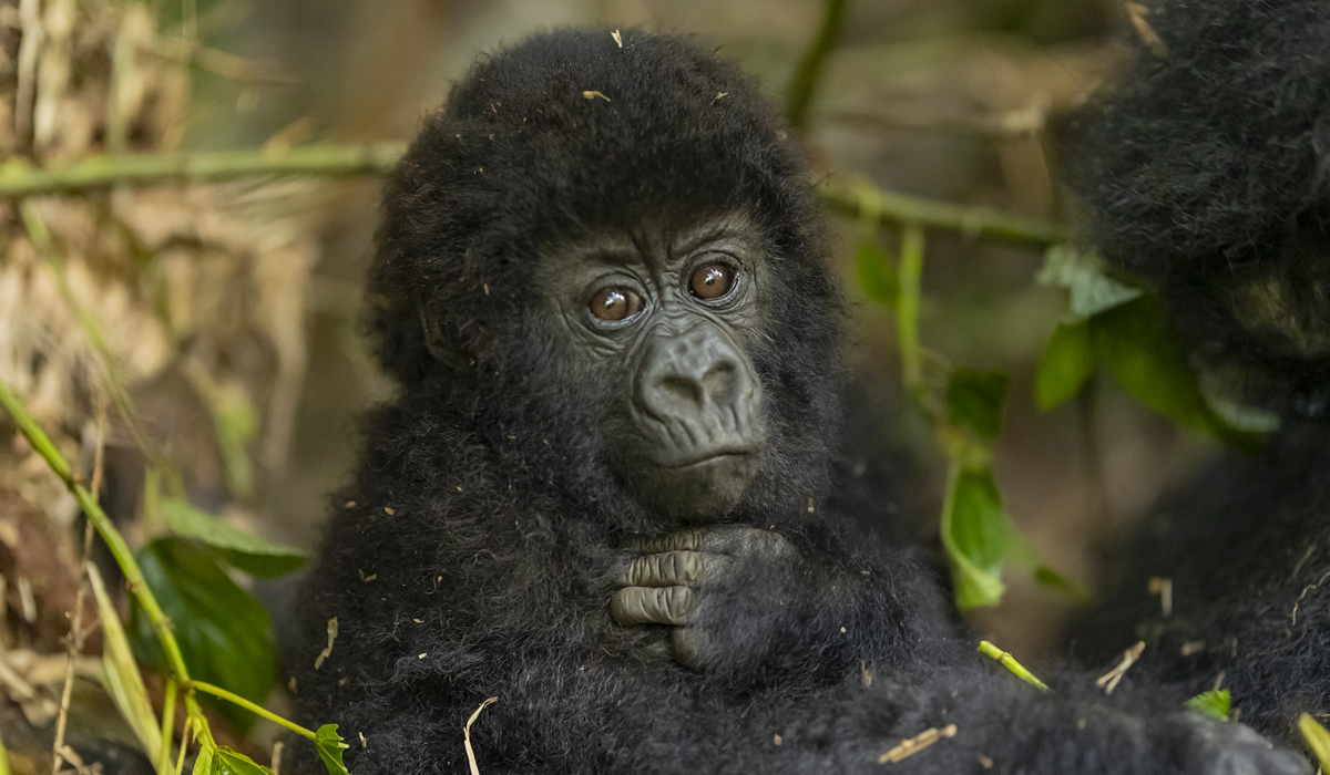 How to Trek Rwanda Gorillas on a Budget