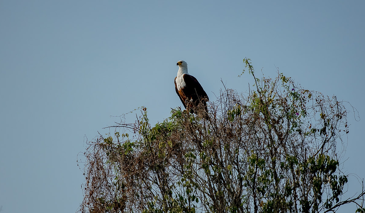 Rwanda Bird Watching Safaris