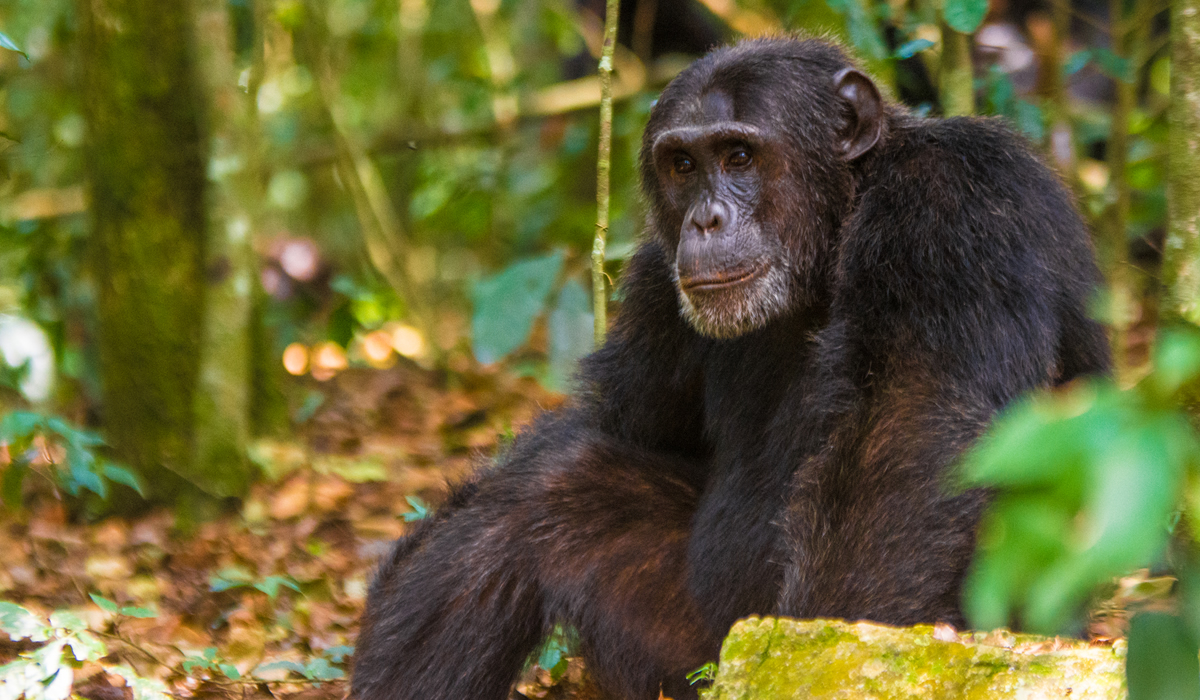 Chimpanzee Trekking in Kibale Forest