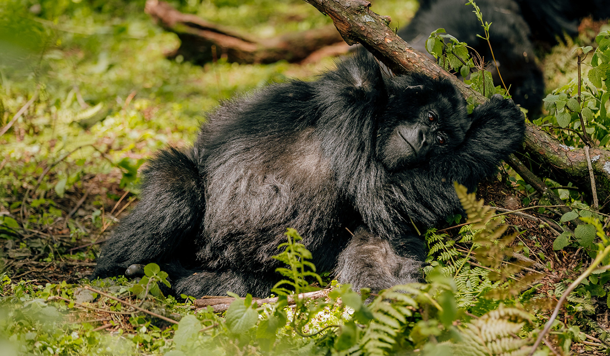 Is Rwanda Gorilla Trekking Safe?