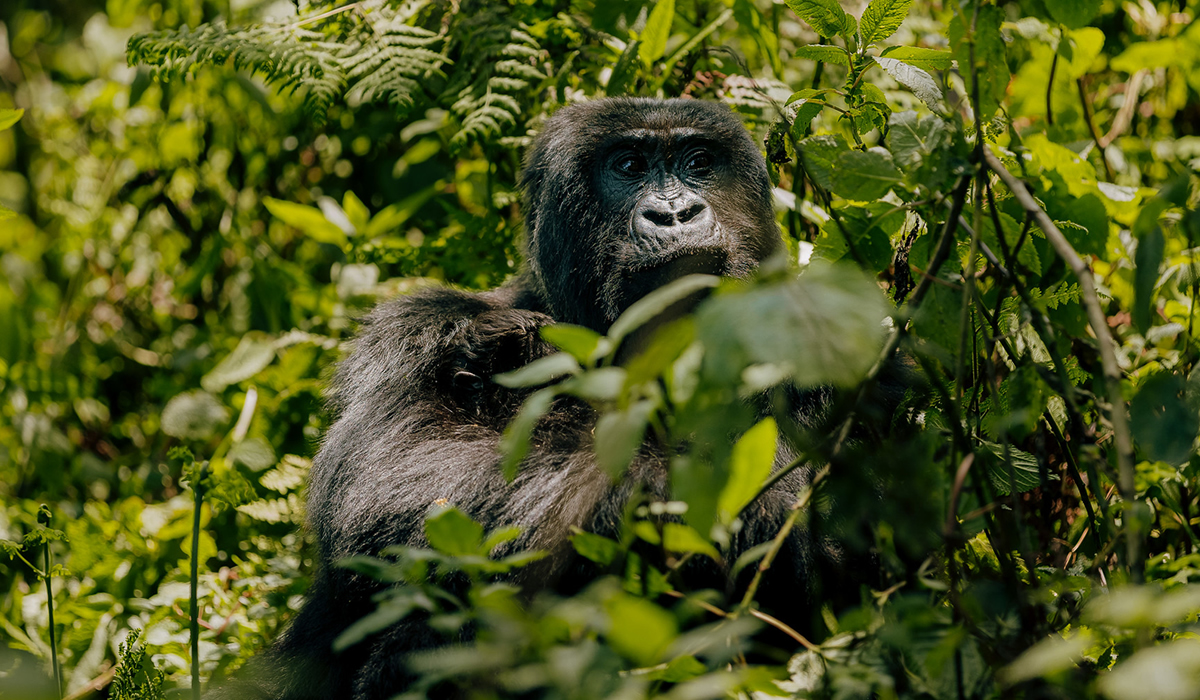 Is Rwanda Gorilla Trekking Safe?