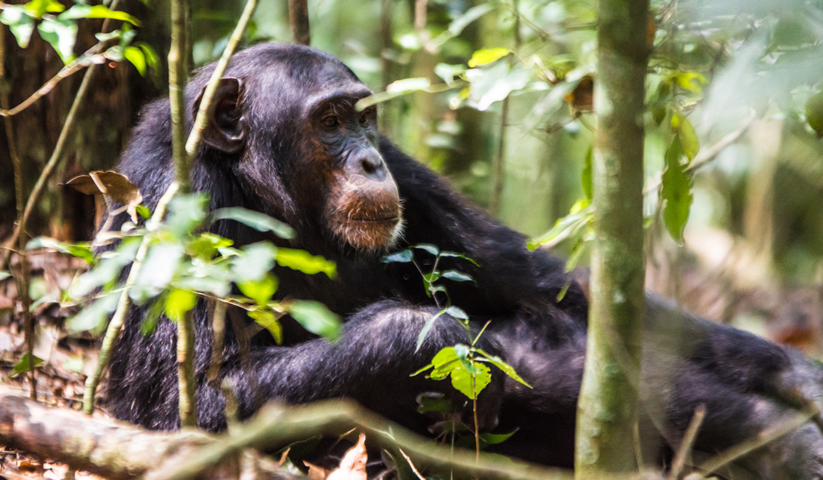 Chimpanzee Trekking in Kibale Forest