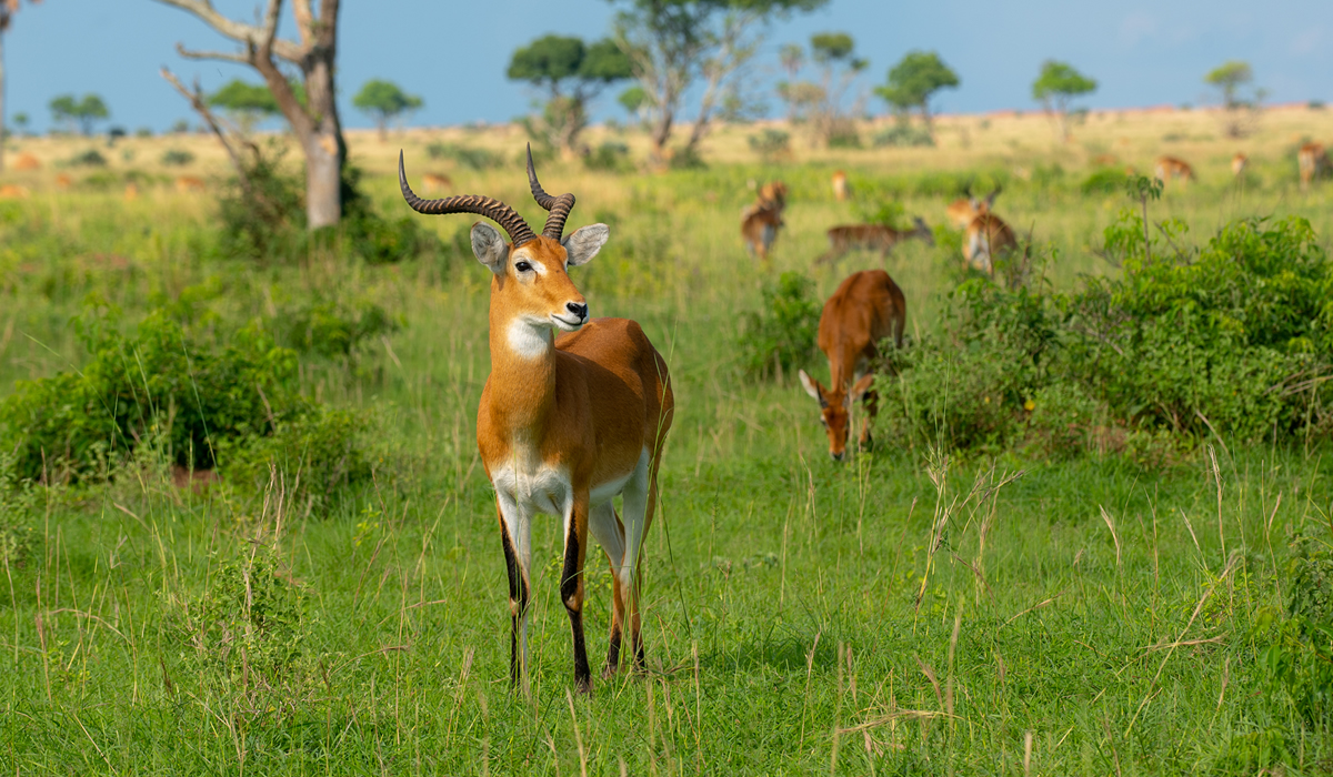 Exploring Murchison Falls National Park
