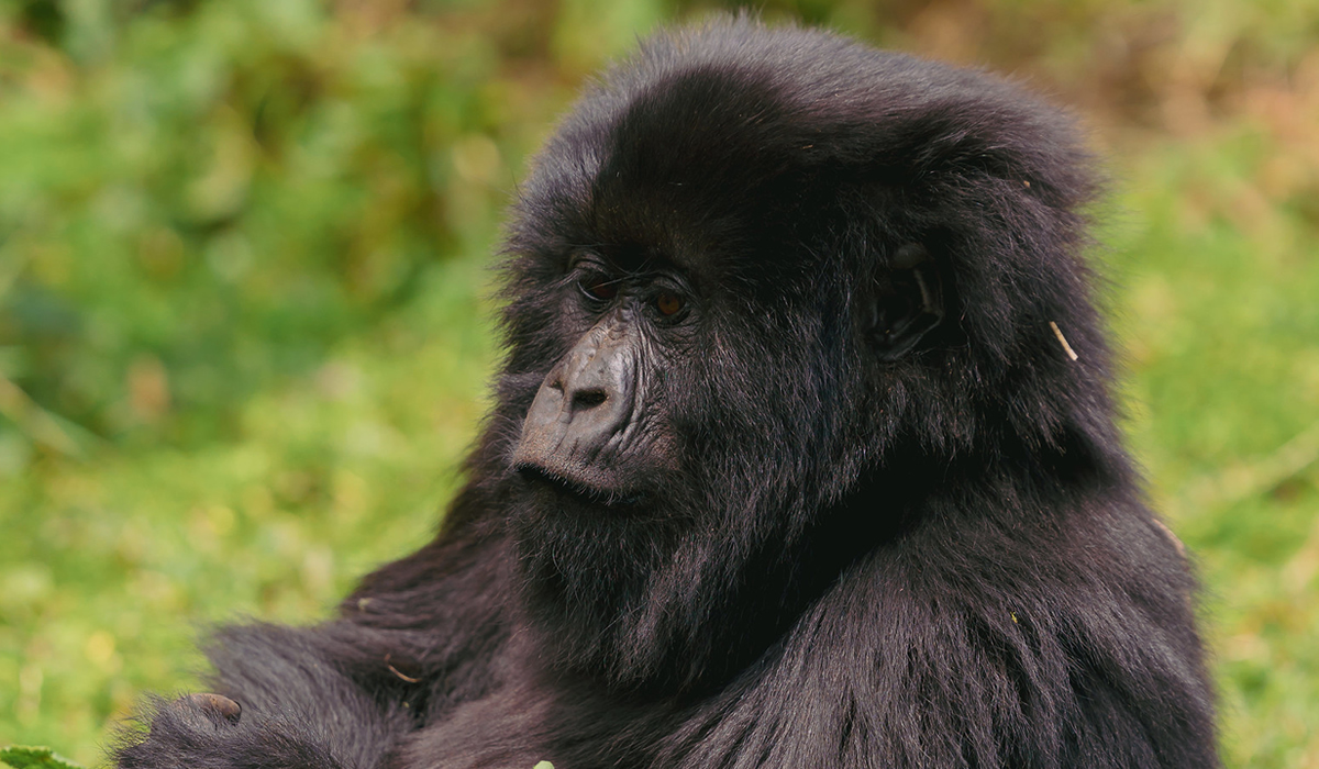 How Difficult is Gorilla Trekking in Uganda?